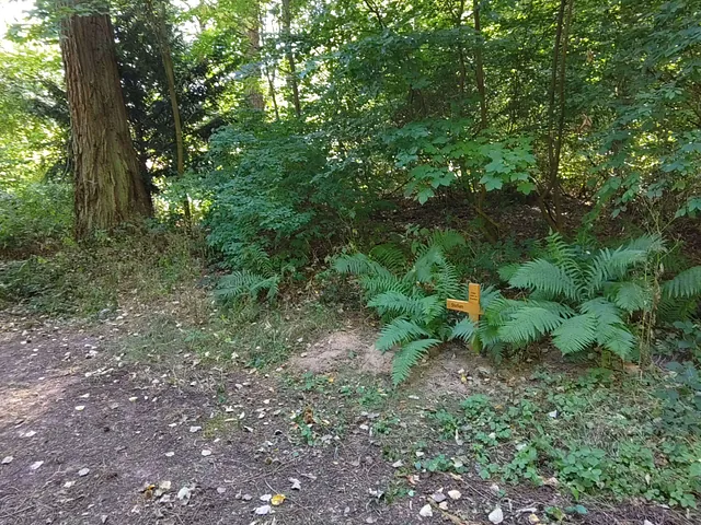 An einem Wegrand im Wald steht ein Holzkreuz